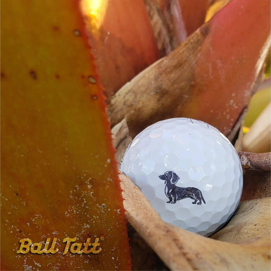 wiener-dog-dachshund-ball-tatt-golf-course - GOLF LEAGUE